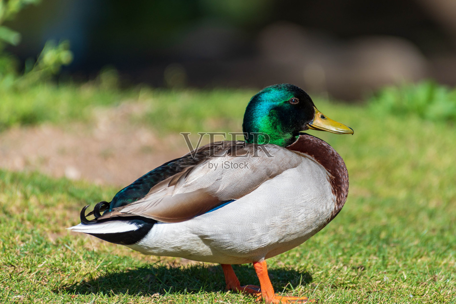 在干燥的土地上站着的绿头鸭正在寻找食物。照片摄影图片