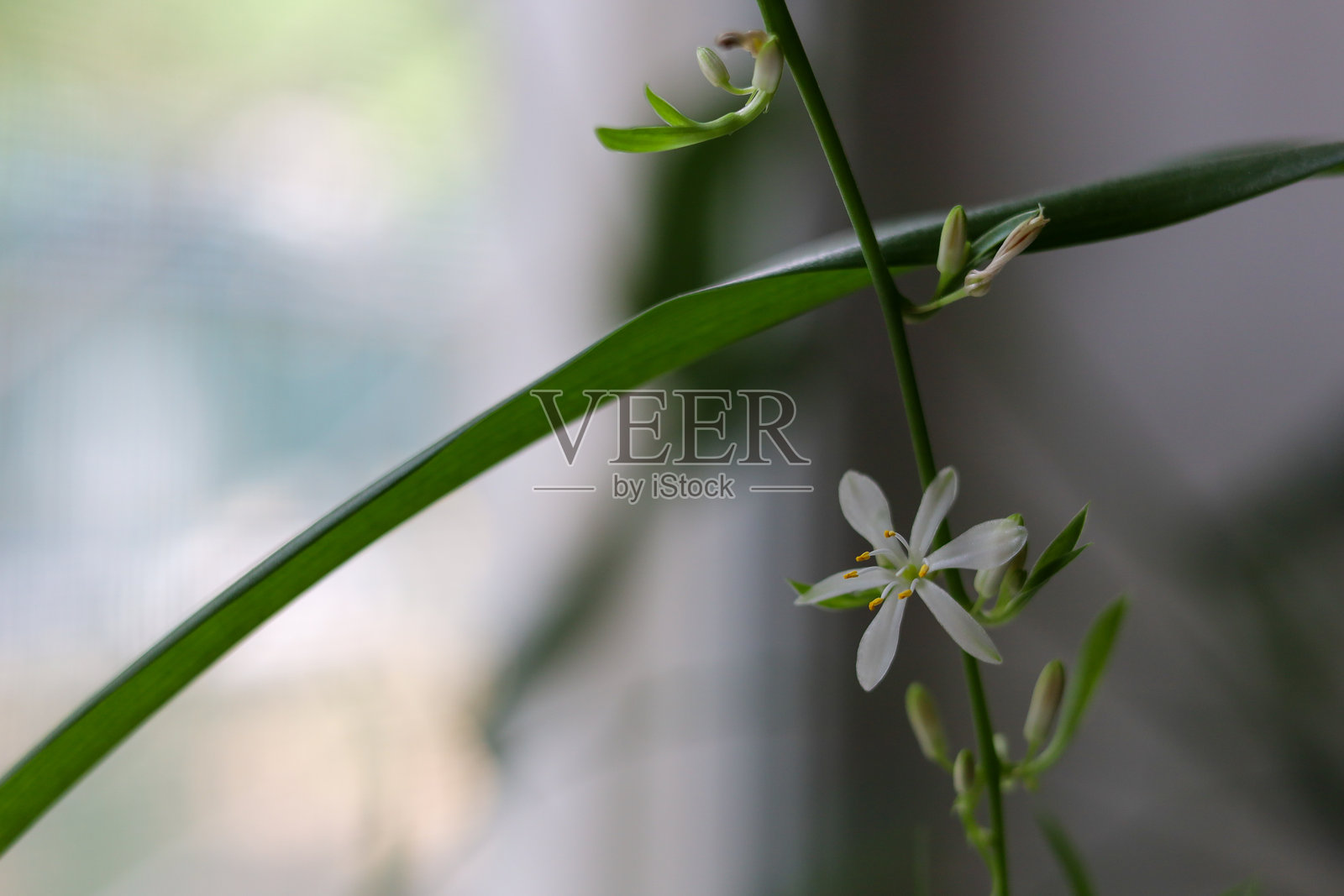 白色花朵与黄色花蕊在绿色茎上照片摄影图片