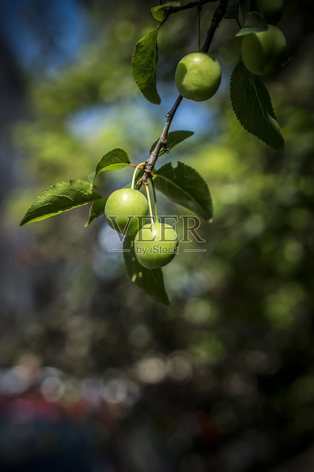 树枝上的绿色樱桃照片摄影图片