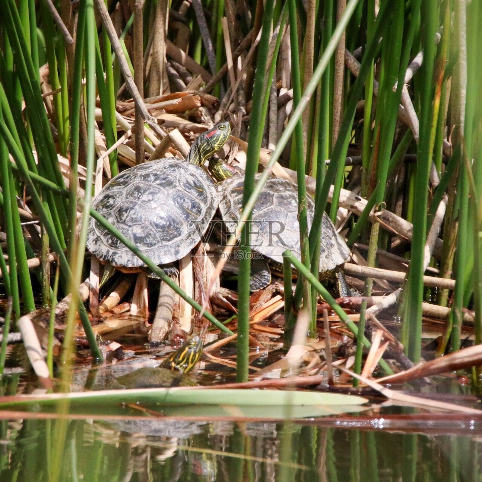 湿地中的草丛上,池滑龟在晒太阳照片摄影图片