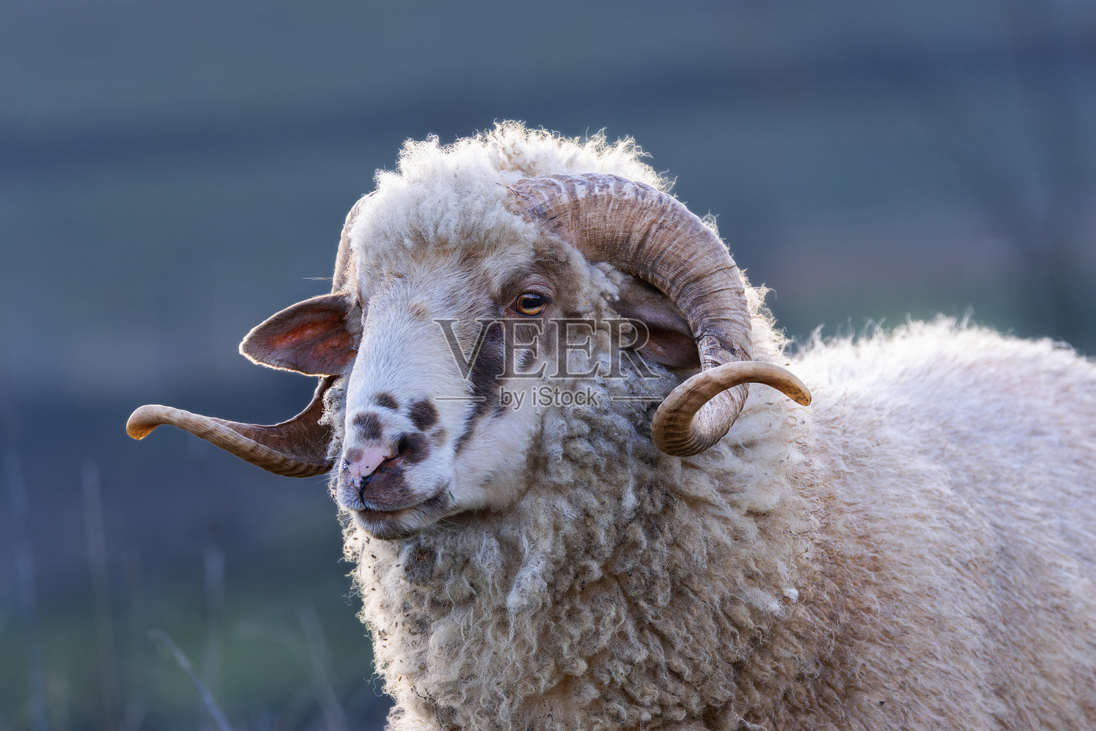 大公羊特写照片摄影图片