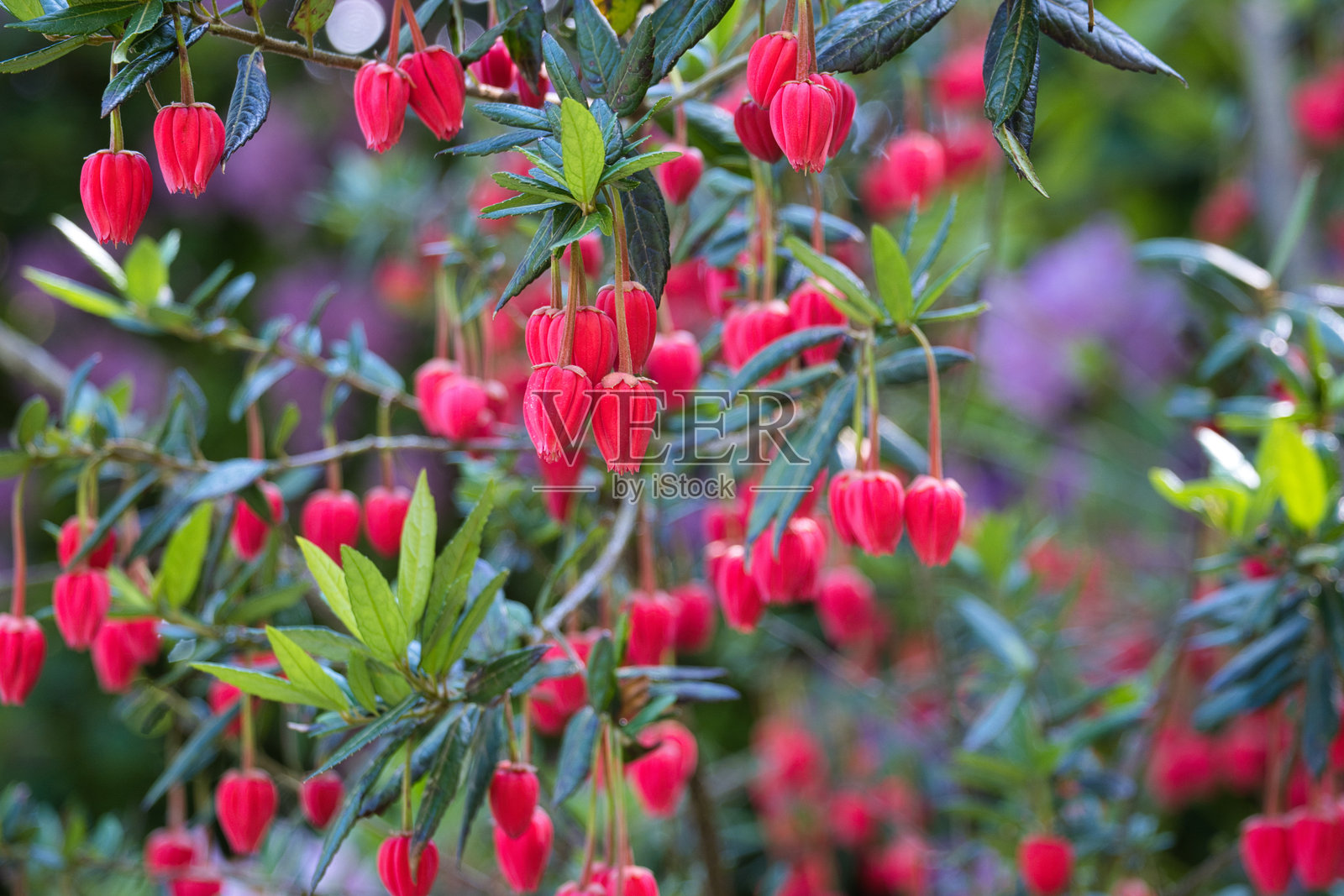 灯笼树上的红花照片摄影图片
