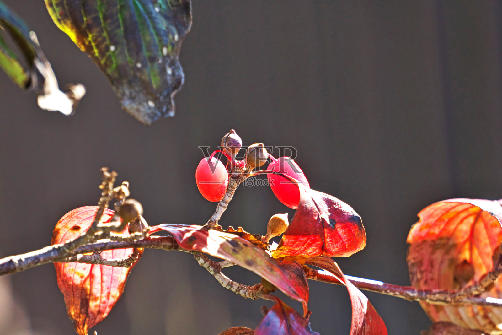 山茱萸照片摄影图片