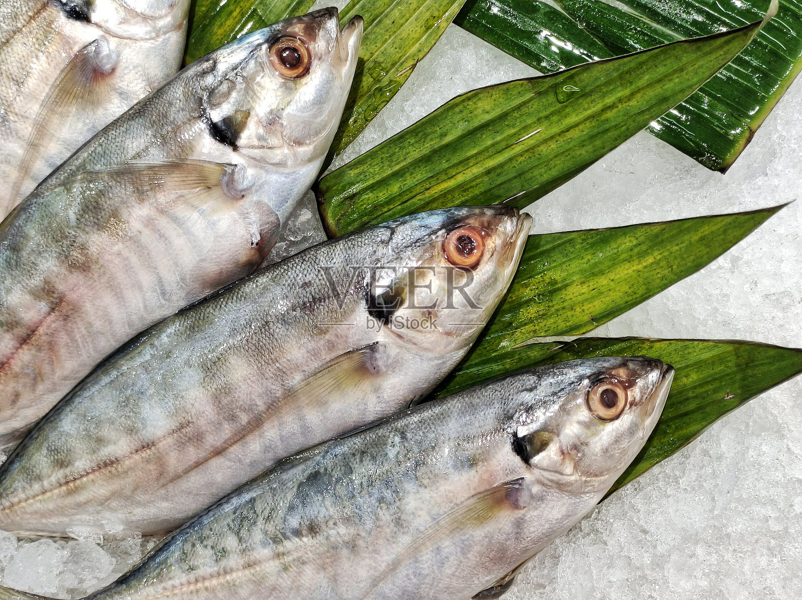 长颌鲭鱼照片摄影图片