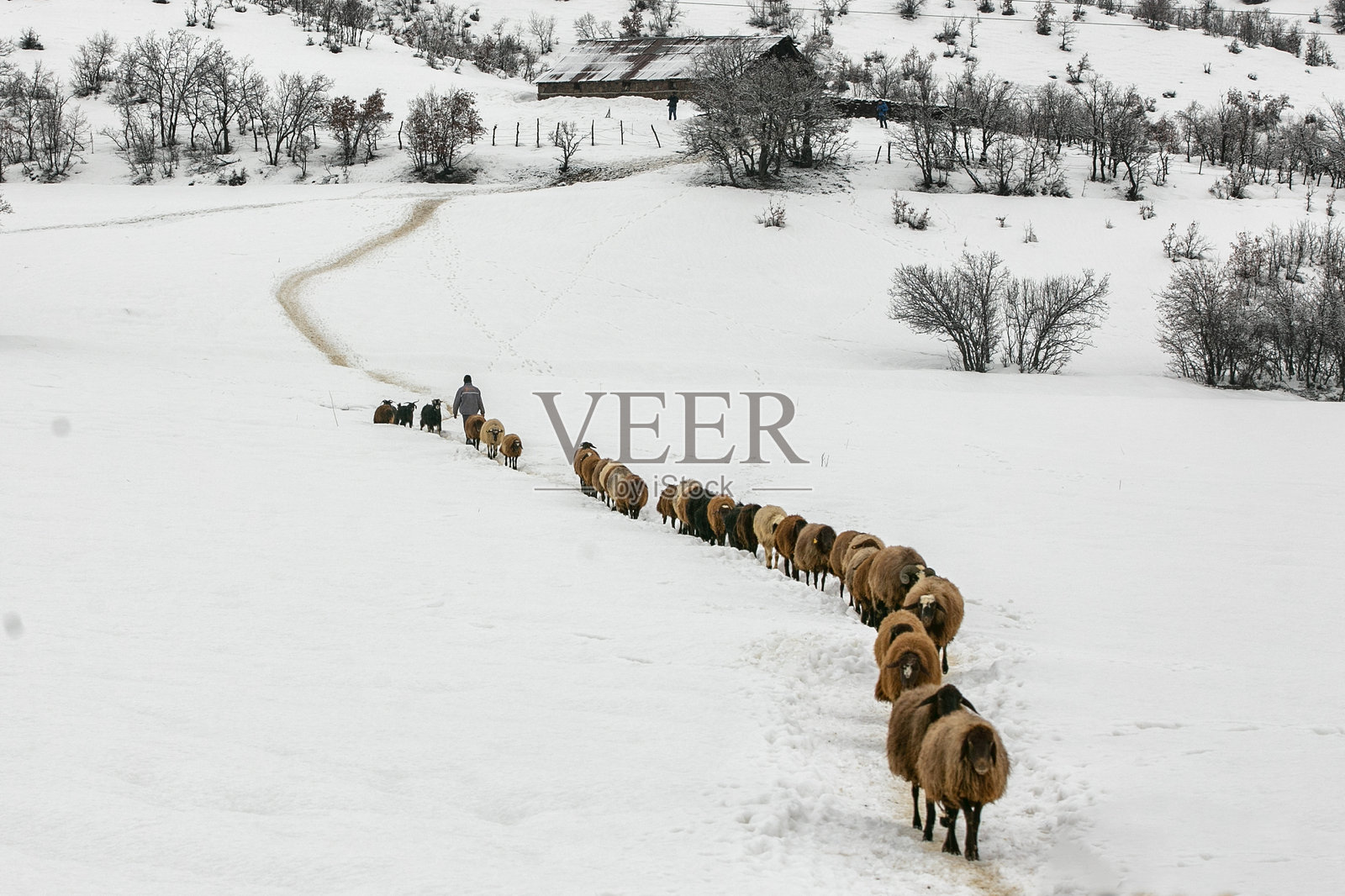 羊在雪中行走照片摄影图片