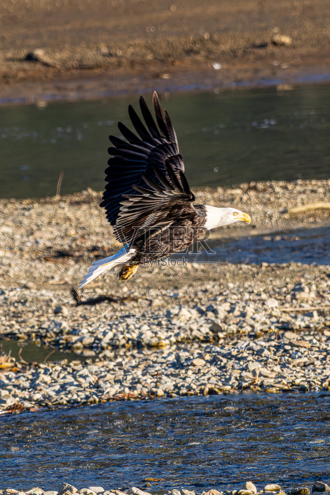 鹰观景点照片摄影图片