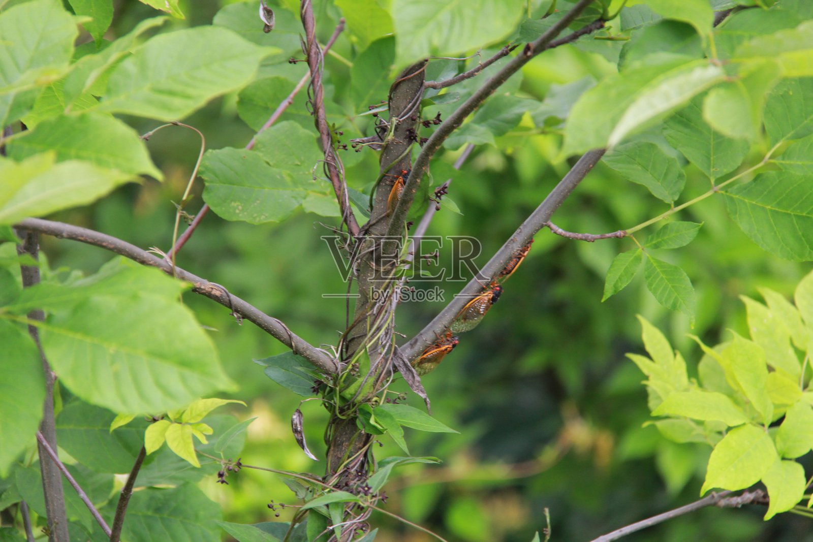 魔蝉栖息在树枝上照片摄影图片