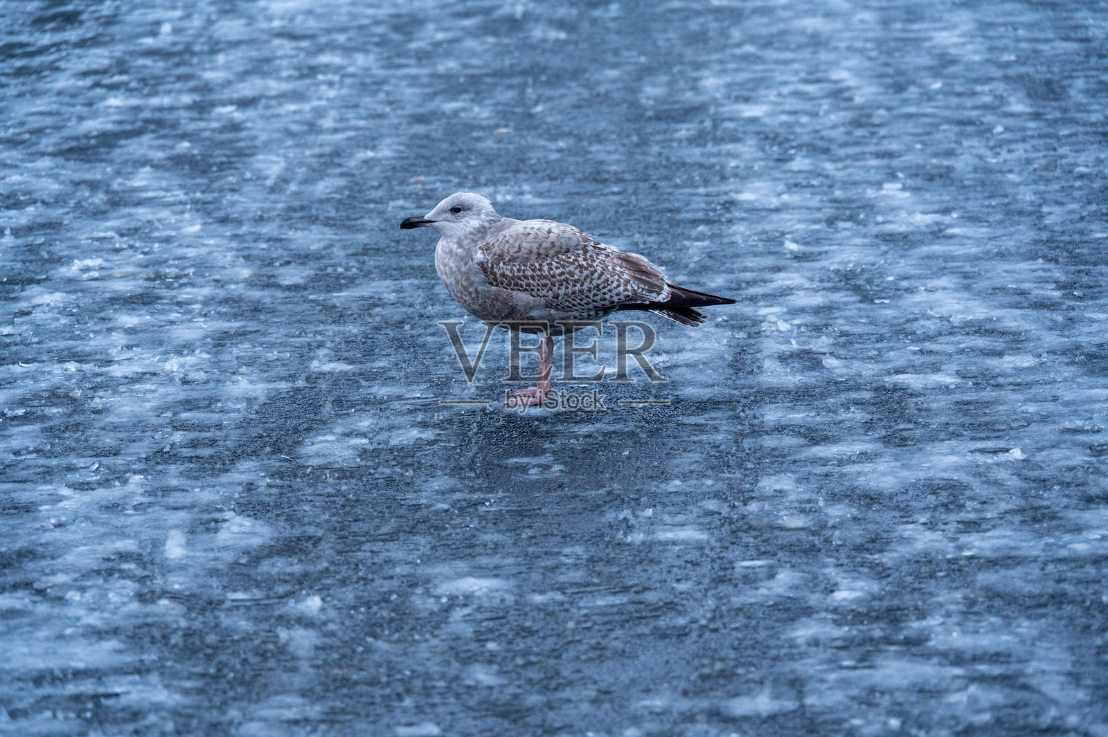 海鸥在冰冷的鹅卵石上照片摄影图片