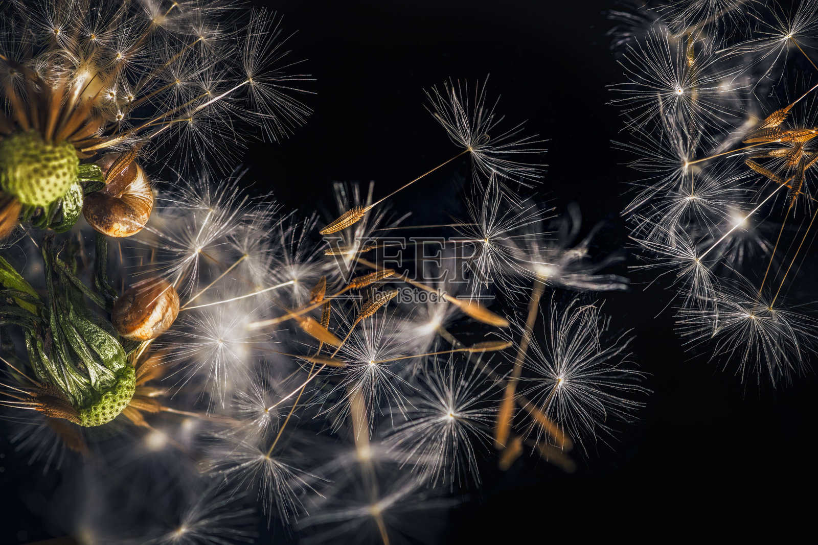 Pisenlis akenes照片摄影图片