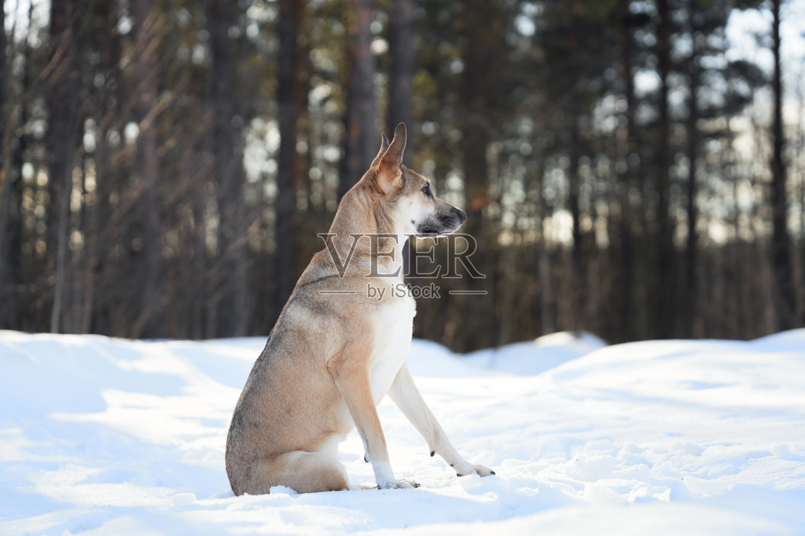 雪-covered冬季森林中的单只狗照片摄影图片