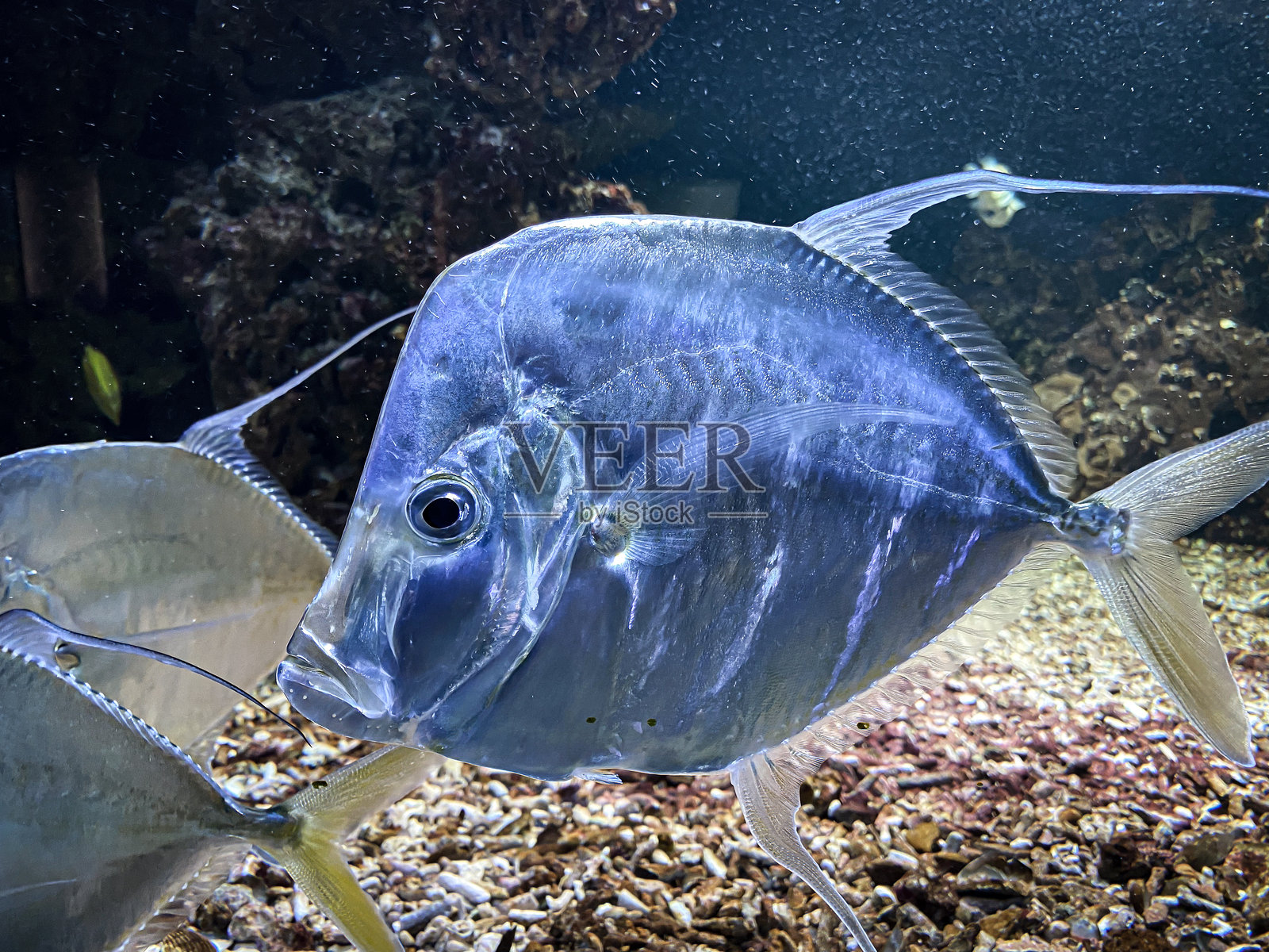 海底观察者的水下视角 - 深海的魅力照片摄影图片
