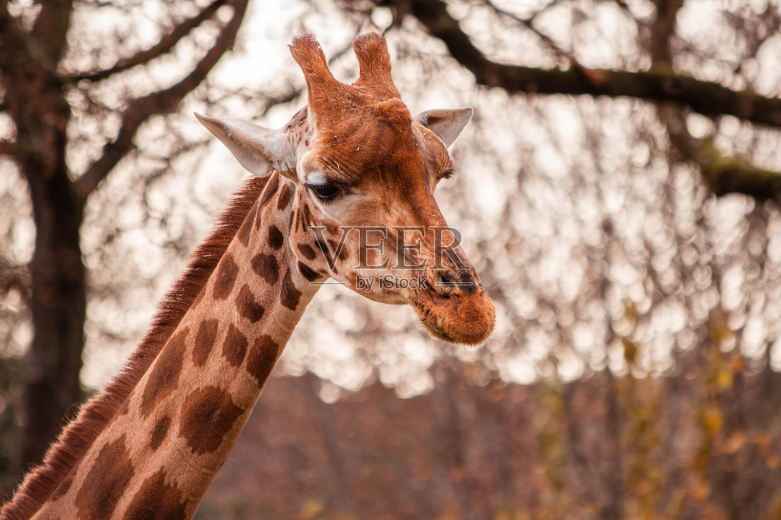 雄伟的非洲长颈鹿照片摄影图片