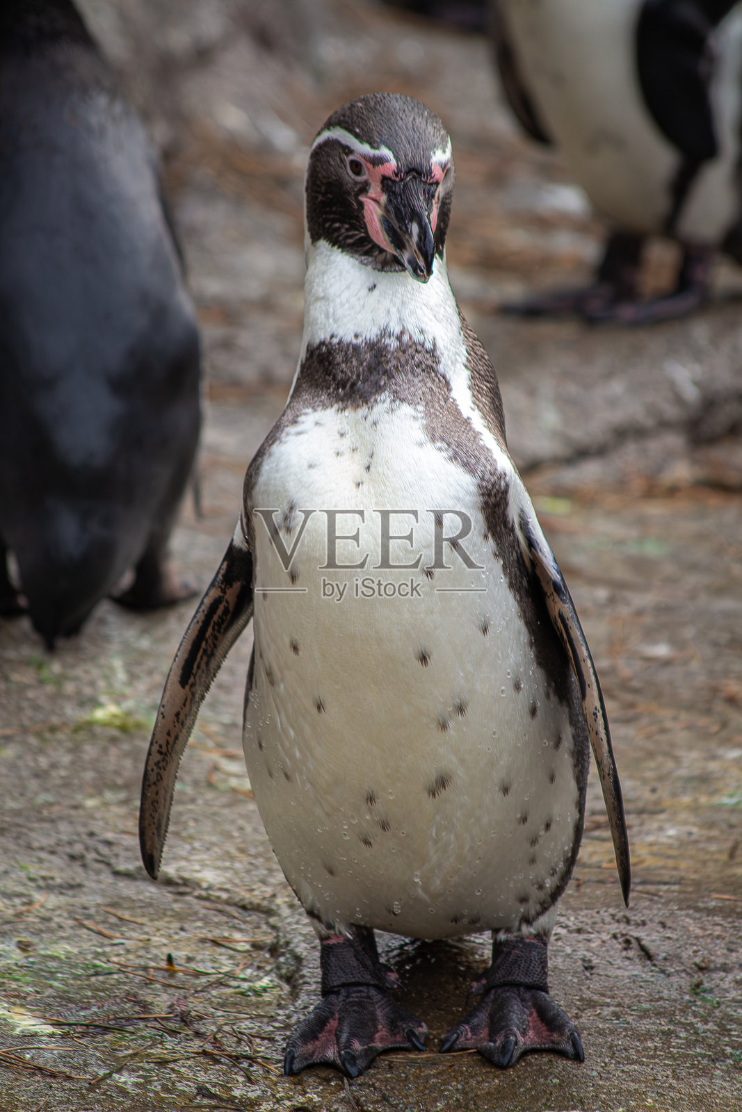 一群洪堡企鹅在它们的自然栖息地中照片摄影图片