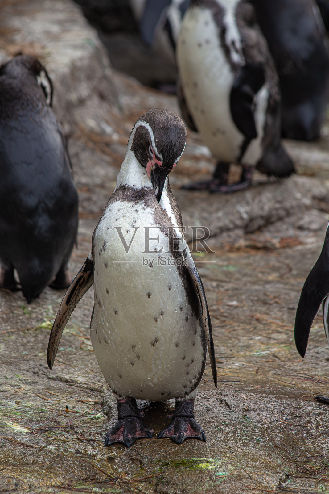一群洪堡企鹅在它们的自然栖息地中照片摄影图片