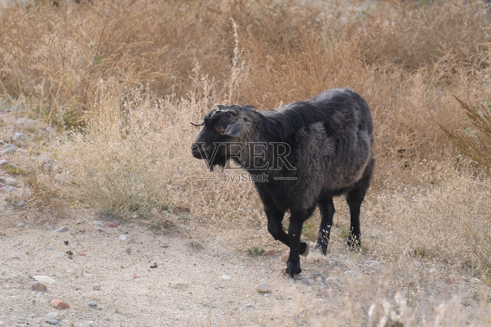 一只孤独的黑山羊在长满干草的田野中漫步。这个田野荒凉干燥,没有生命的迹象。行走的牲畜。畜牧业照片摄影图片