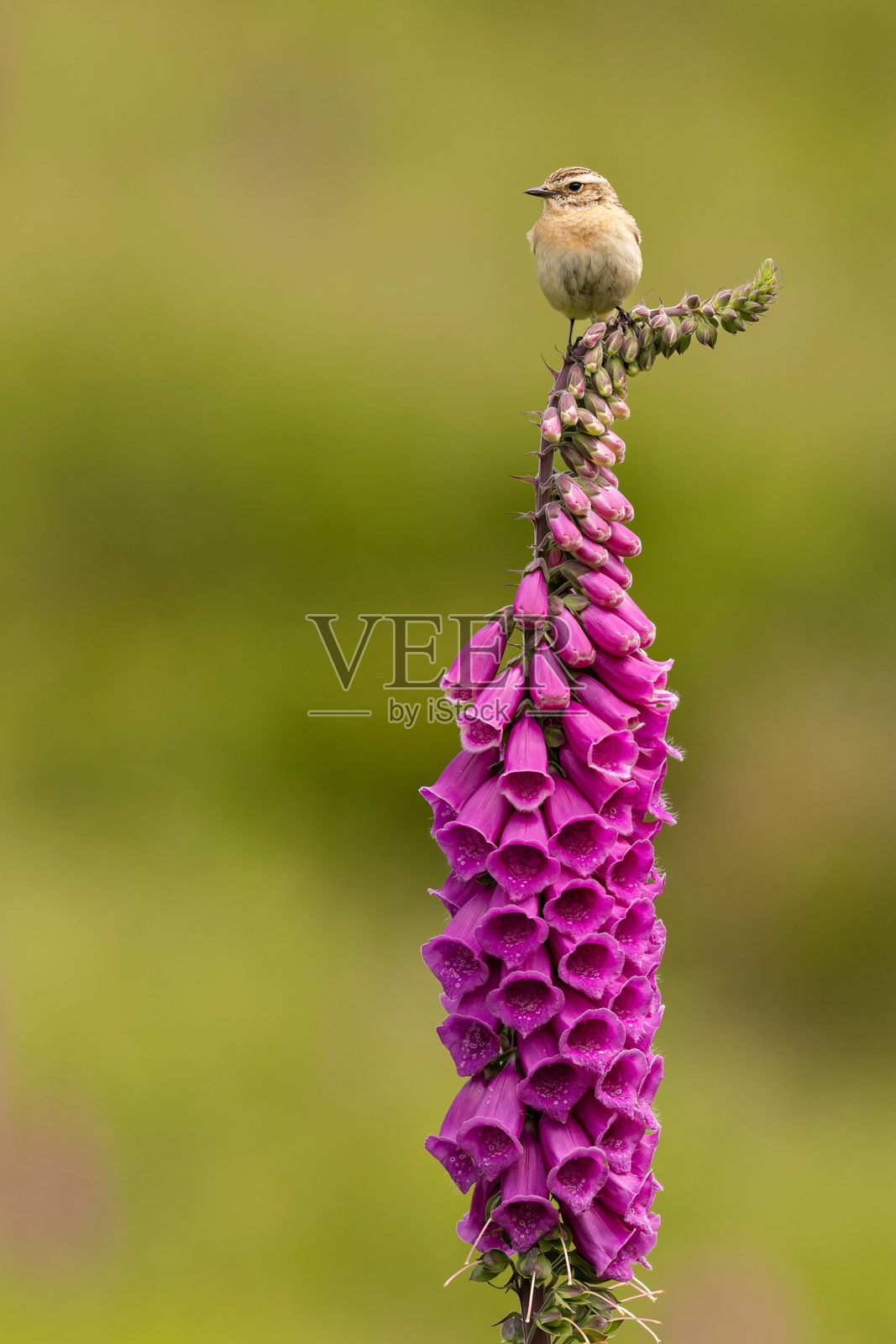 小鸟栖息在绿色草地上的粉色毛地黄花朵上照片摄影图片