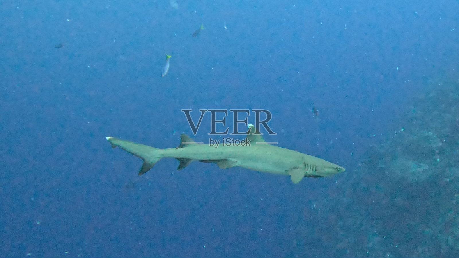 帕劳潜水照片摄影图片