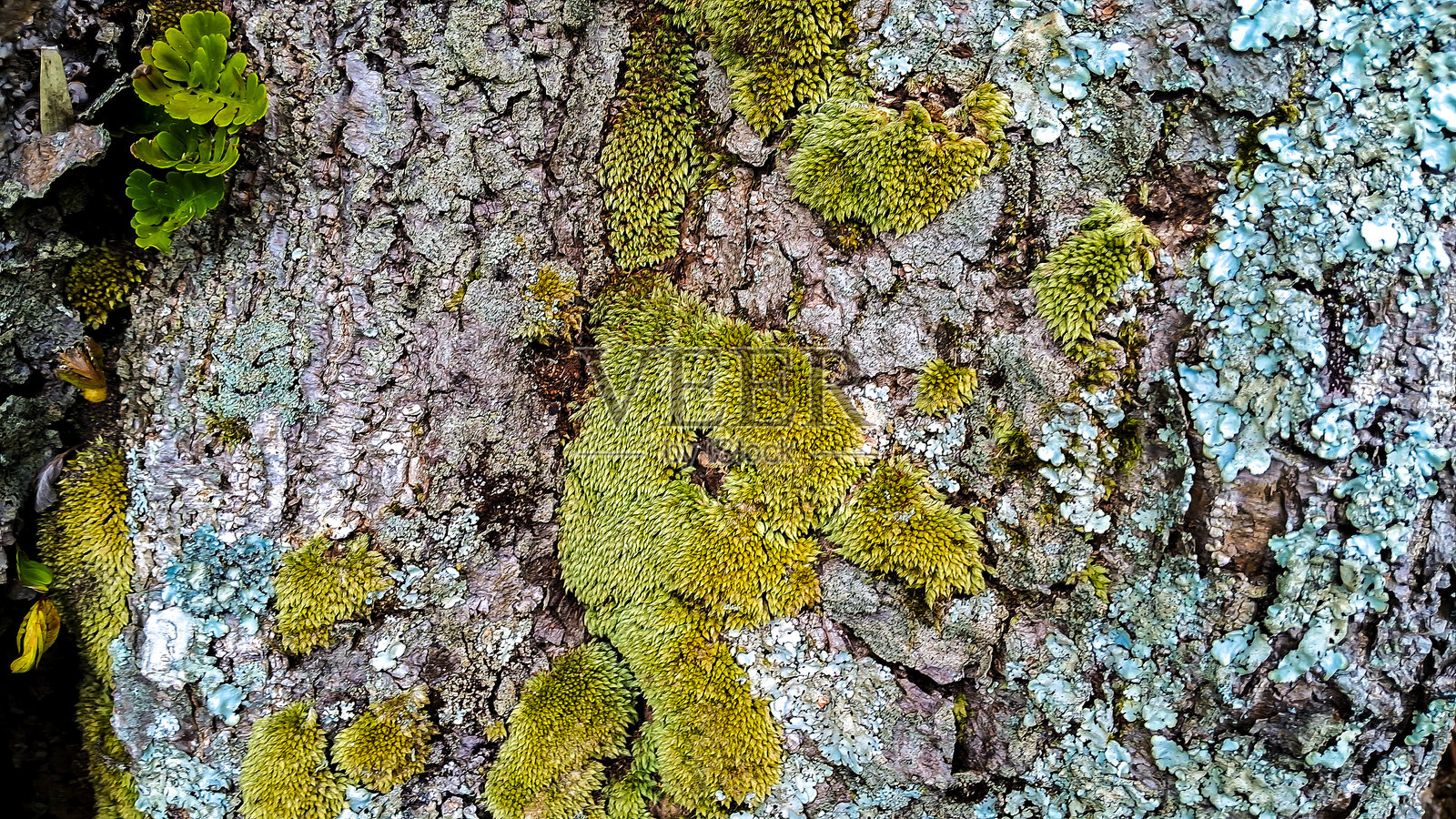 树皮纹理上的地衣、苔藓和藻类照片摄影图片