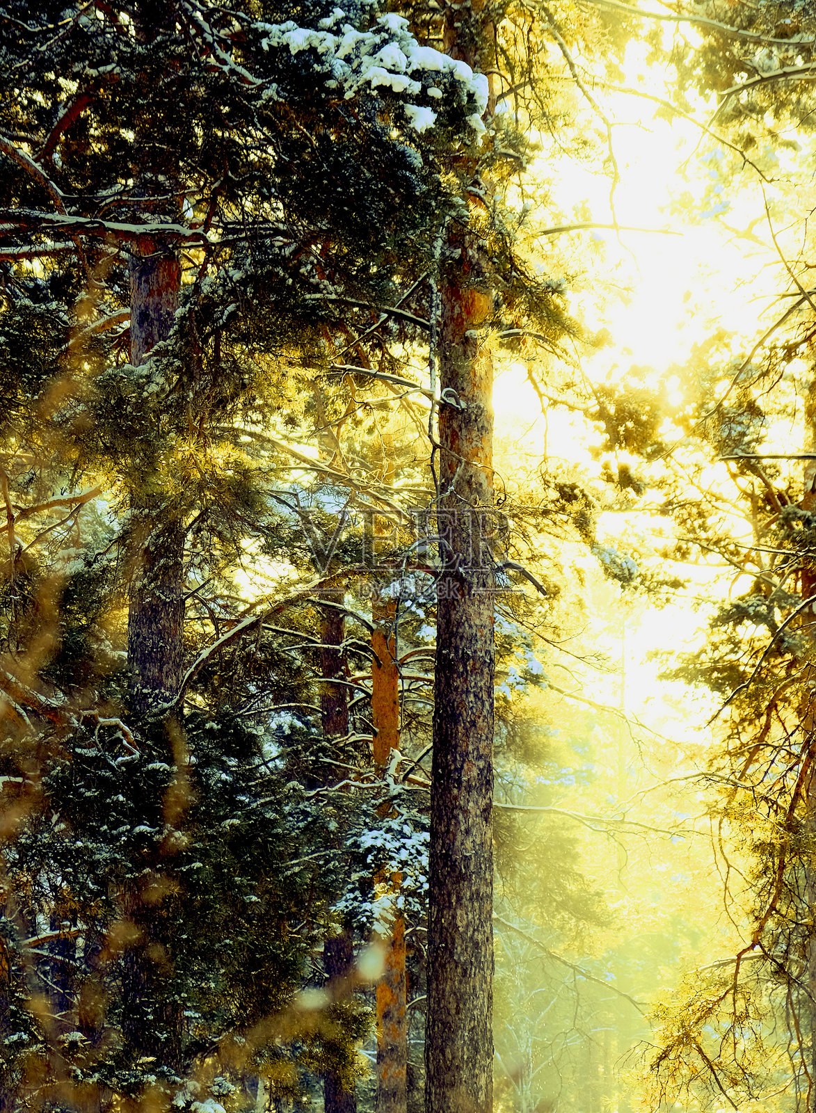 户外的圣诞节,仙女般的阳光。圣诞树枝上覆盖着雪。新年快乐。森林中的日落。照片摄影图片