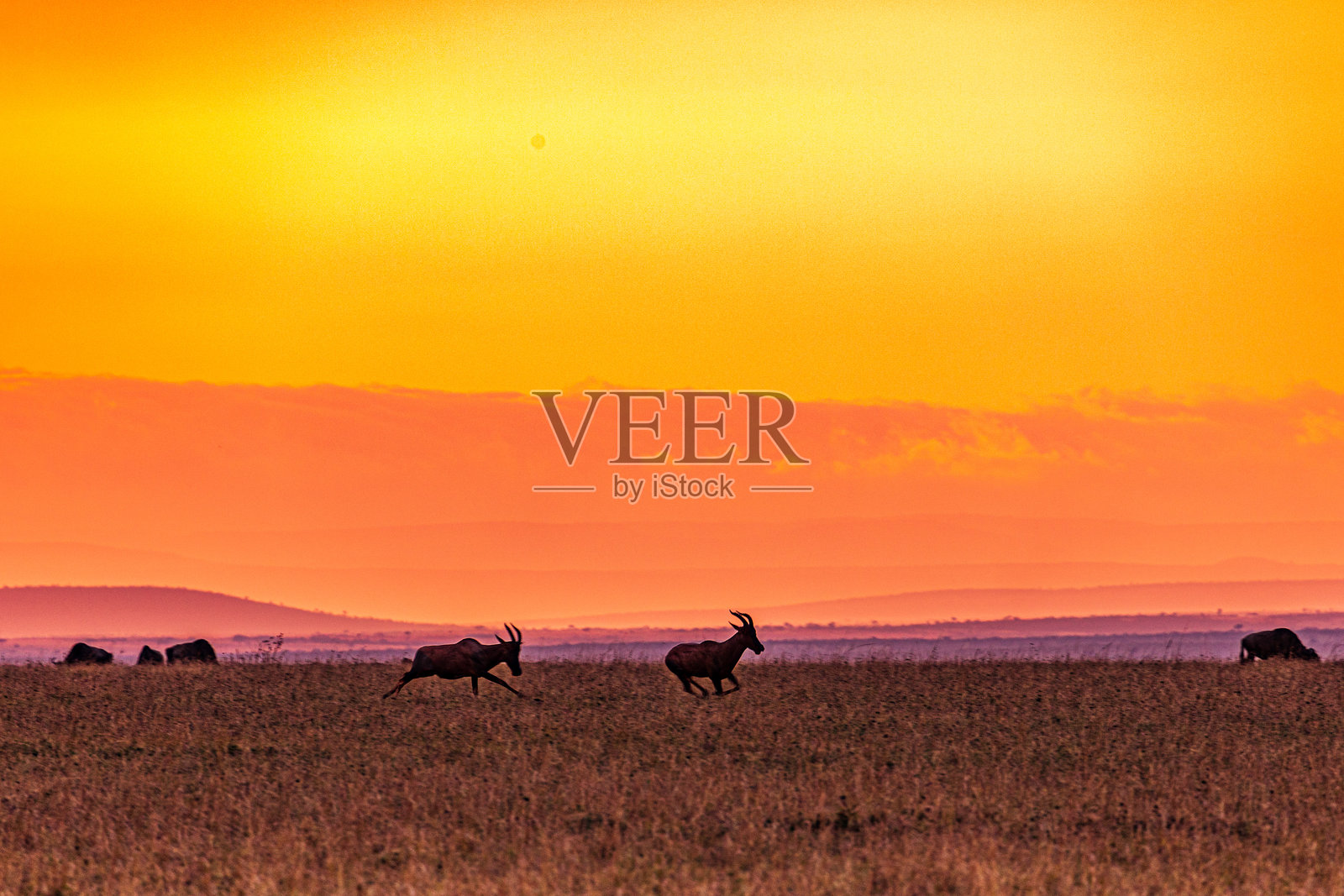 黑斑羚 日落 日出 黄昏 马赛马拉国家保护区 草原 草地 大裂谷 荒野 自然 动物 野生动物 纳罗克县 肯尼亚 东非 风景 野生动物园 旅行 发现 树木 道路 天空照片摄影图片