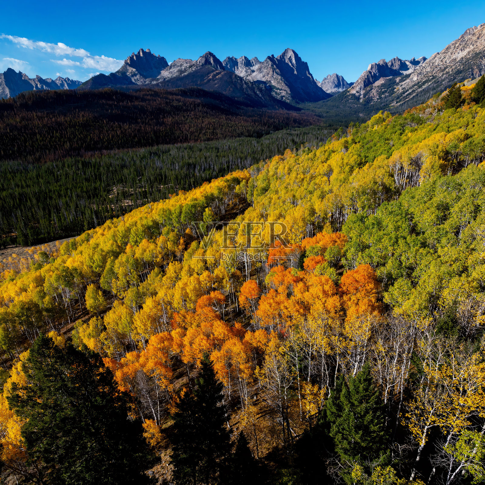 锯齿山脉与秋季色彩的白杨林照片摄影图片