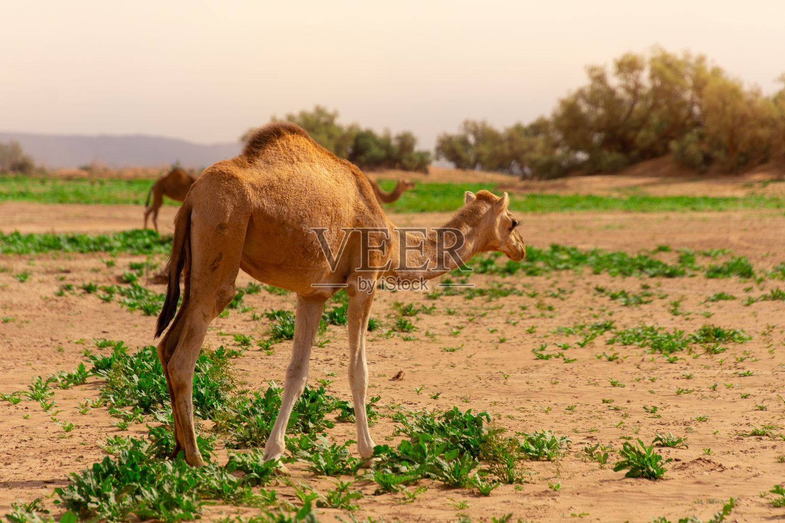 单峰驼在撒哈拉沙漠中自由行走照片摄影图片