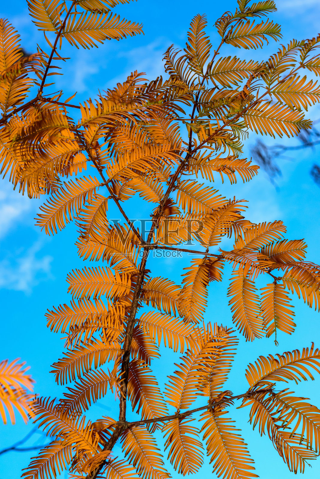 秋天的水杉树,树枝映衬在蓝天背景下照片摄影图片