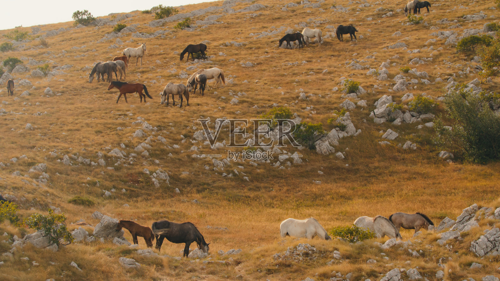 马在崎岖的草坡上安静地吃草照片摄影图片