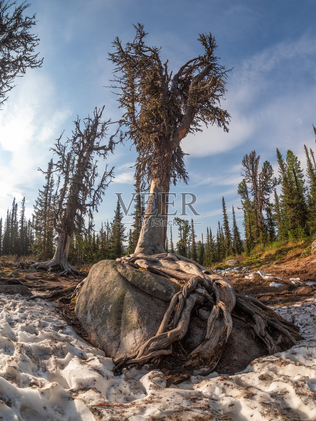 雪松强大的根系环绕着一块花岗岩巨石。照片摄影图片