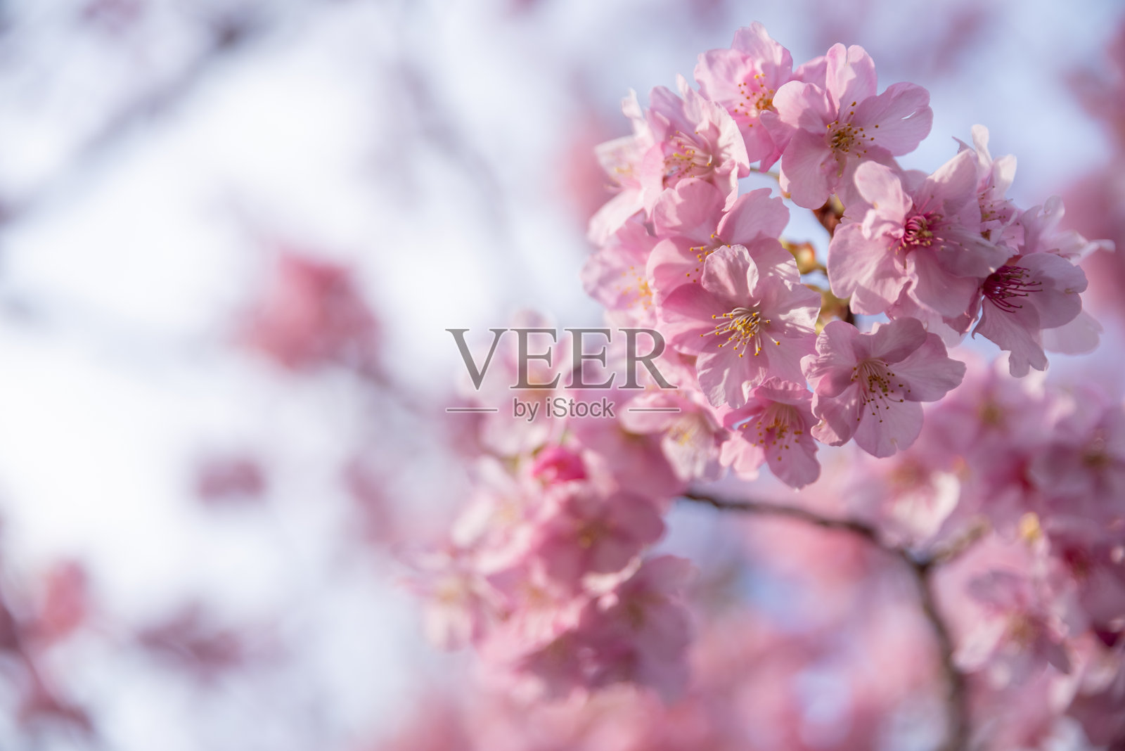 早开花的河津樱花盛开。照片摄影图片