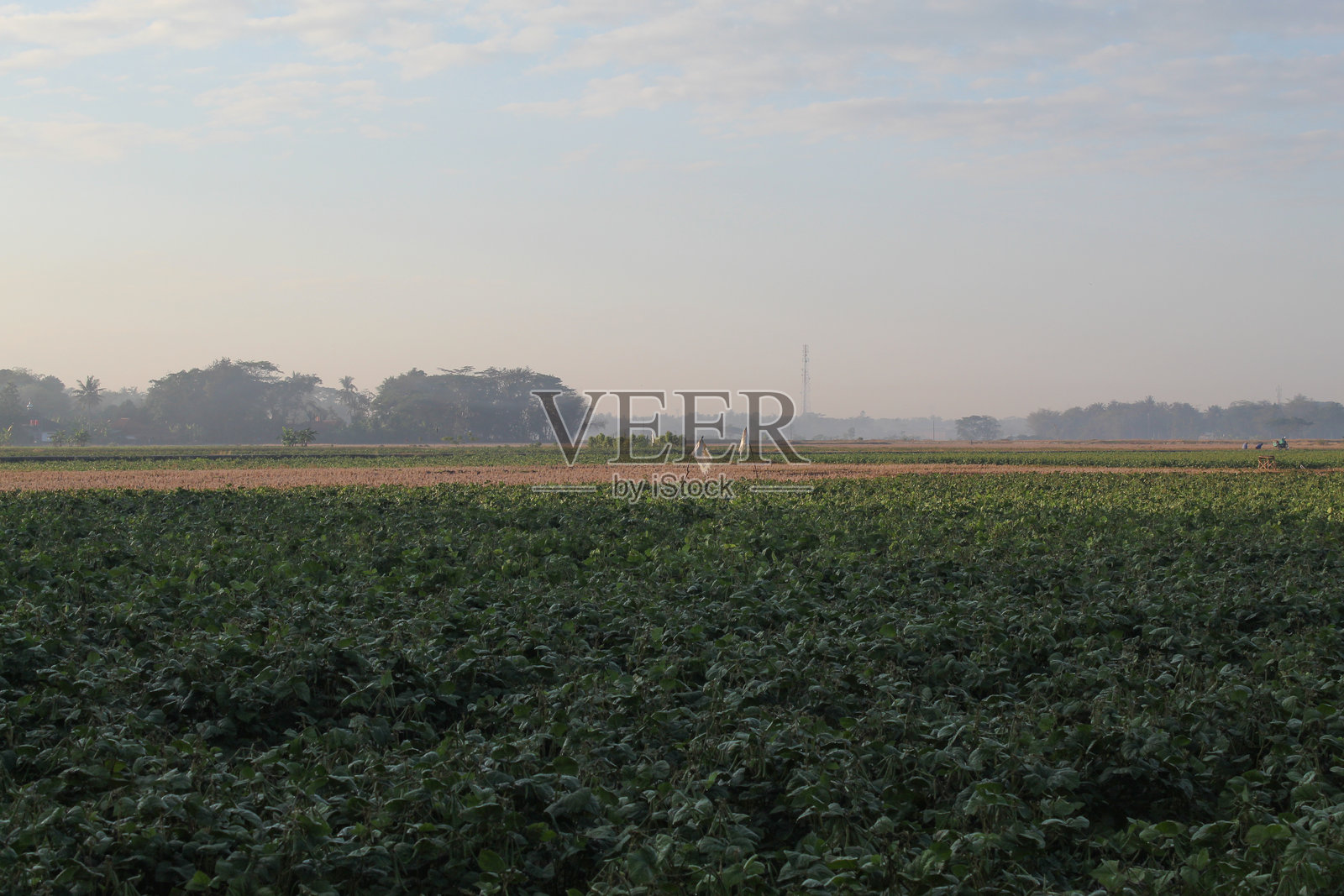 绿豆或绿豆(Vigna radiata)种植园,准备收获照片摄影图片