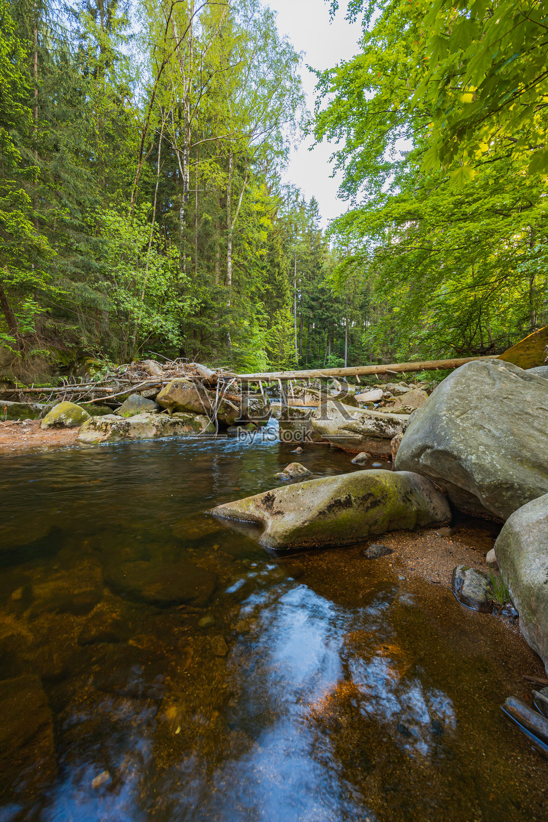 郁郁葱葱的森林景观中的宁静流淌溪流照片摄影图片