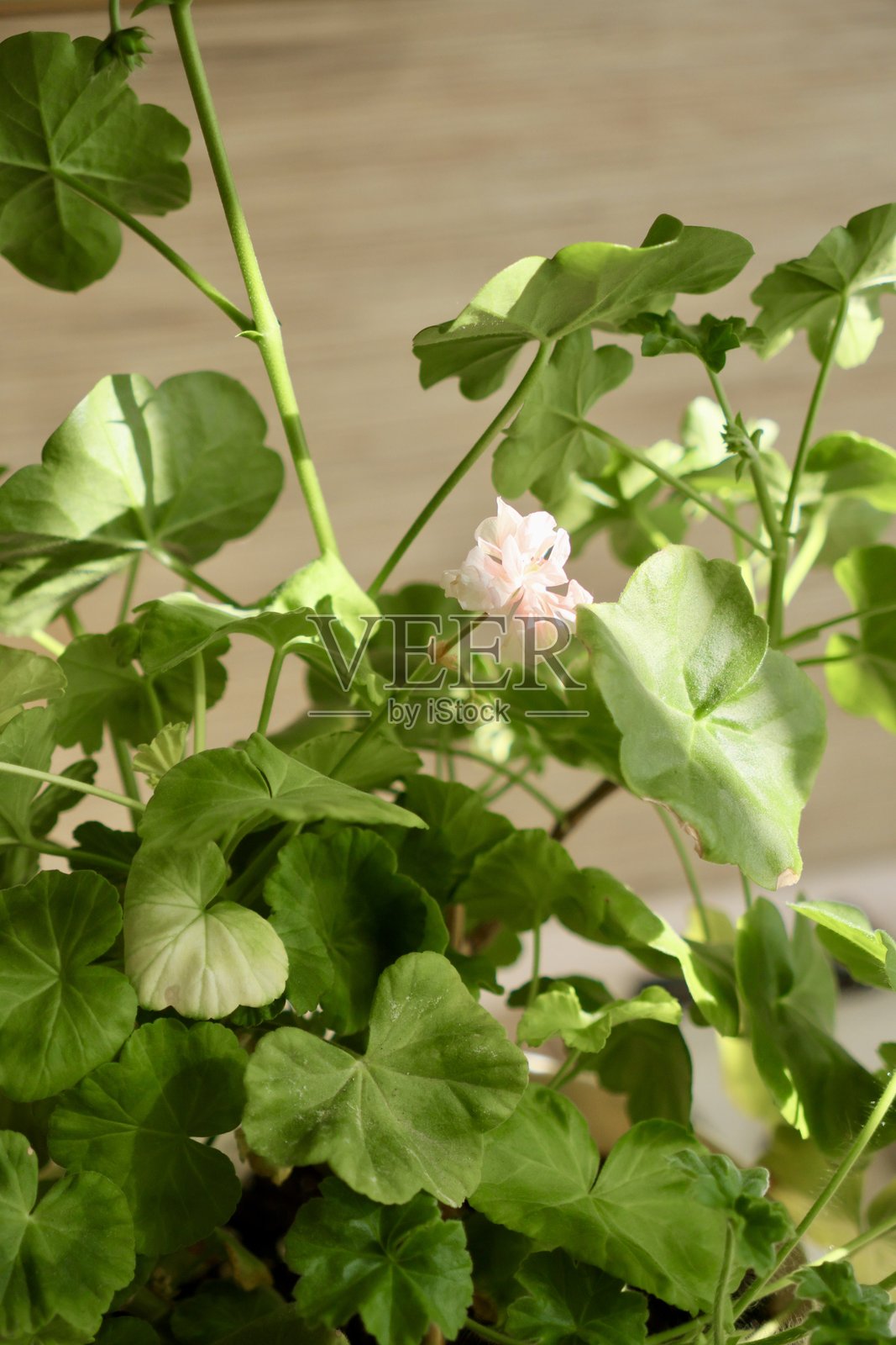 绿色天竺葵灌木,特写叶子和粉色花朵照片摄影图片