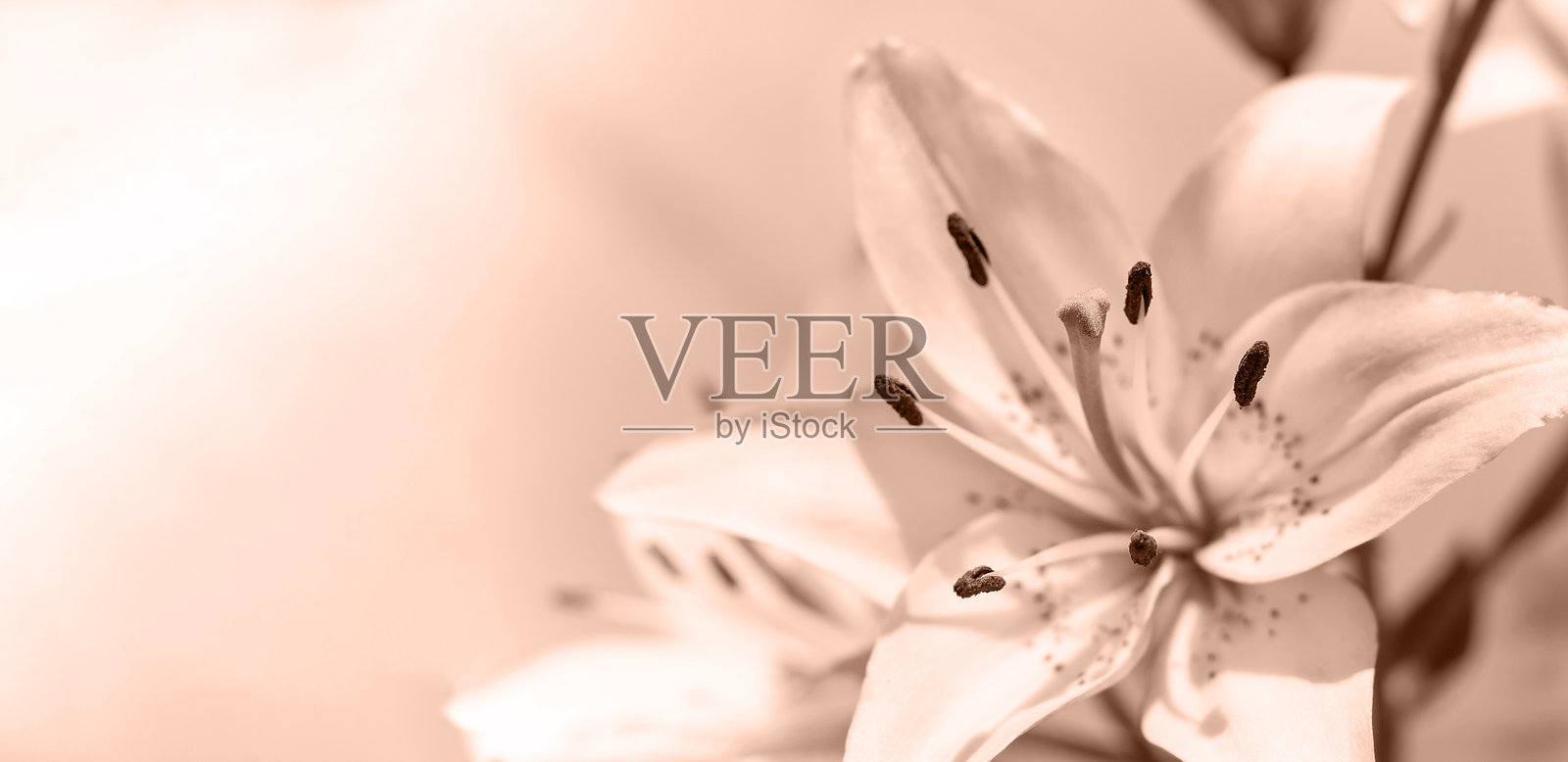 2025年年度色摩卡慕斯色的百合花,留白空间照片摄影图片