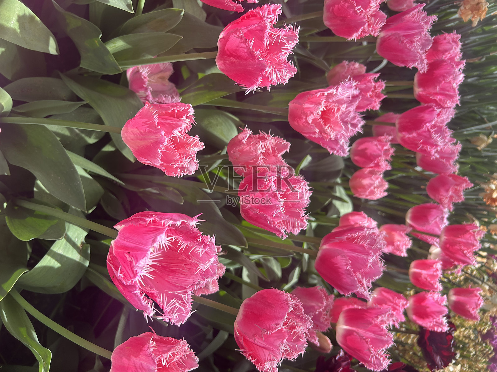 郁金香照片摄影图片