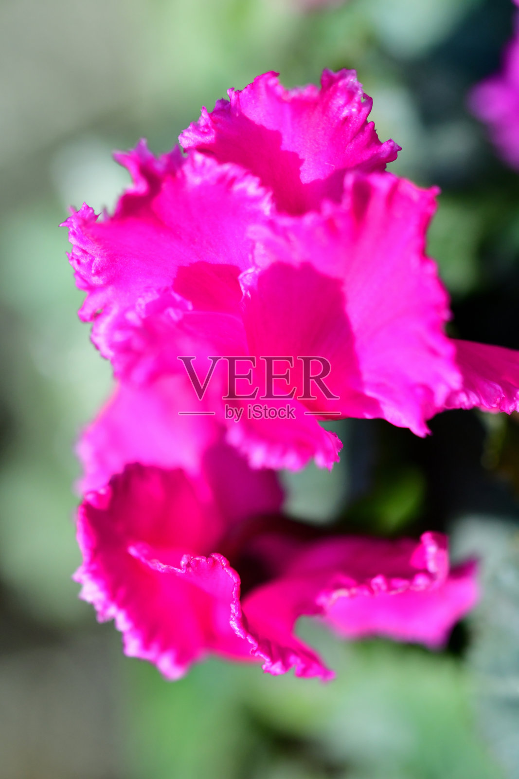 仙客来:精致的向上盛开的花朵与心形叶子照片摄影图片