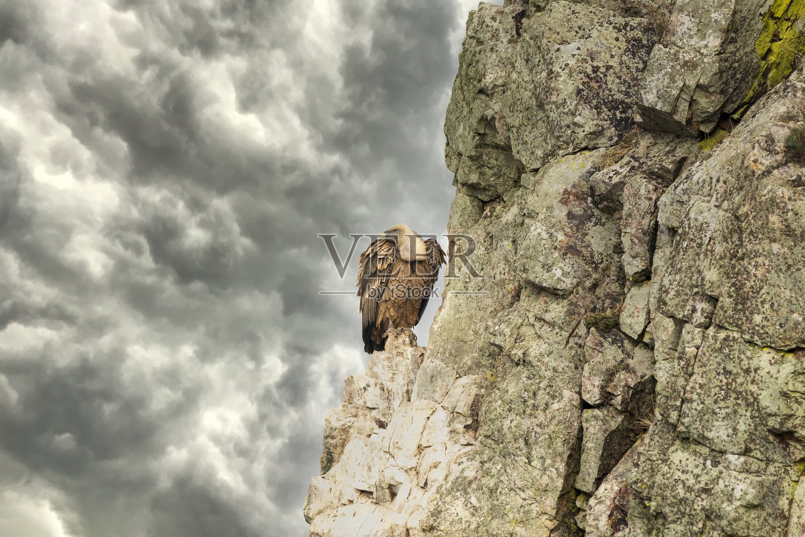 格里芬秃鹫(Gyps fulvus)栖息在岩石上,位于西班牙埃斯特雷马杜拉的蒙弗拉圭自然公园。照片摄影图片