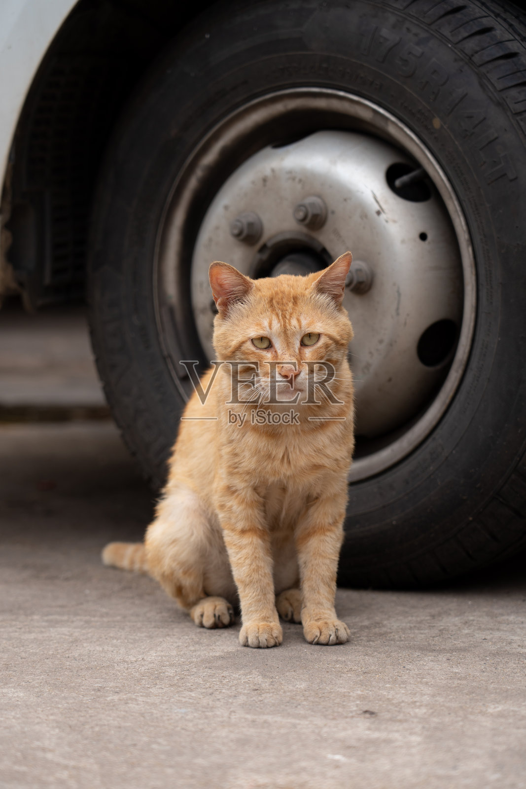 姜猫照片摄影图片