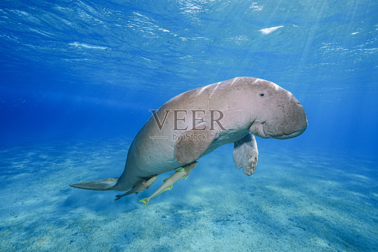 海牛特写镜头上升照片摄影图片