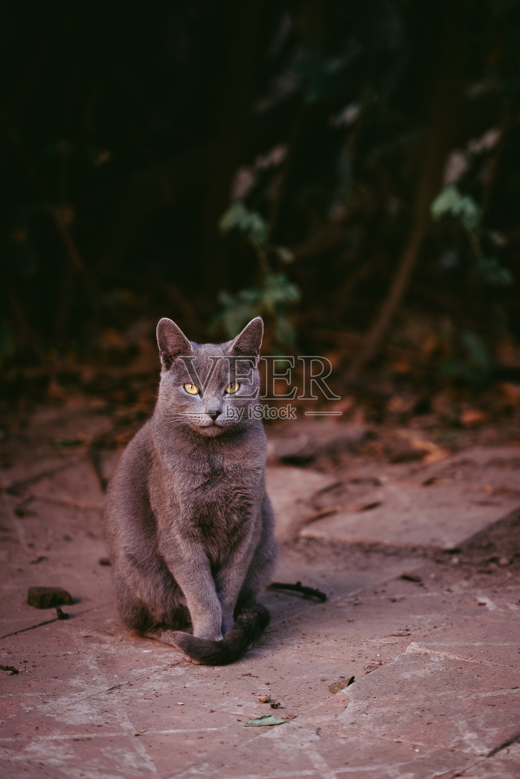 灰色猫的肖像照片摄影图片