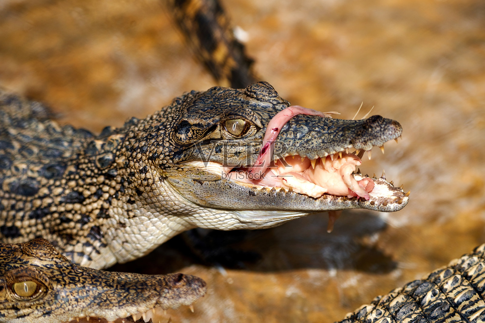 张嘴的鳄鱼,头部和牙齿特写照片摄影图片