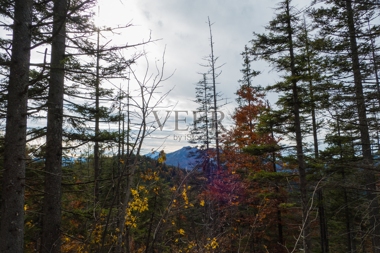 秋季森林的傍晚氛围照片摄影图片