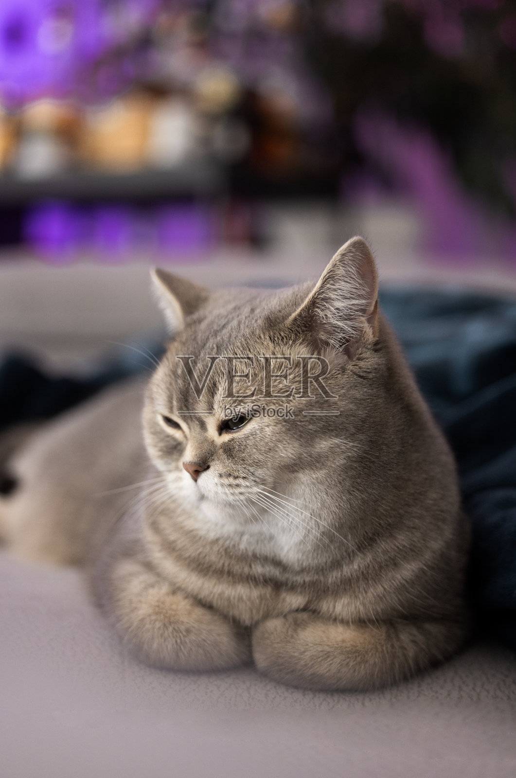 英国短毛猫在沙发上睡觉照片摄影图片