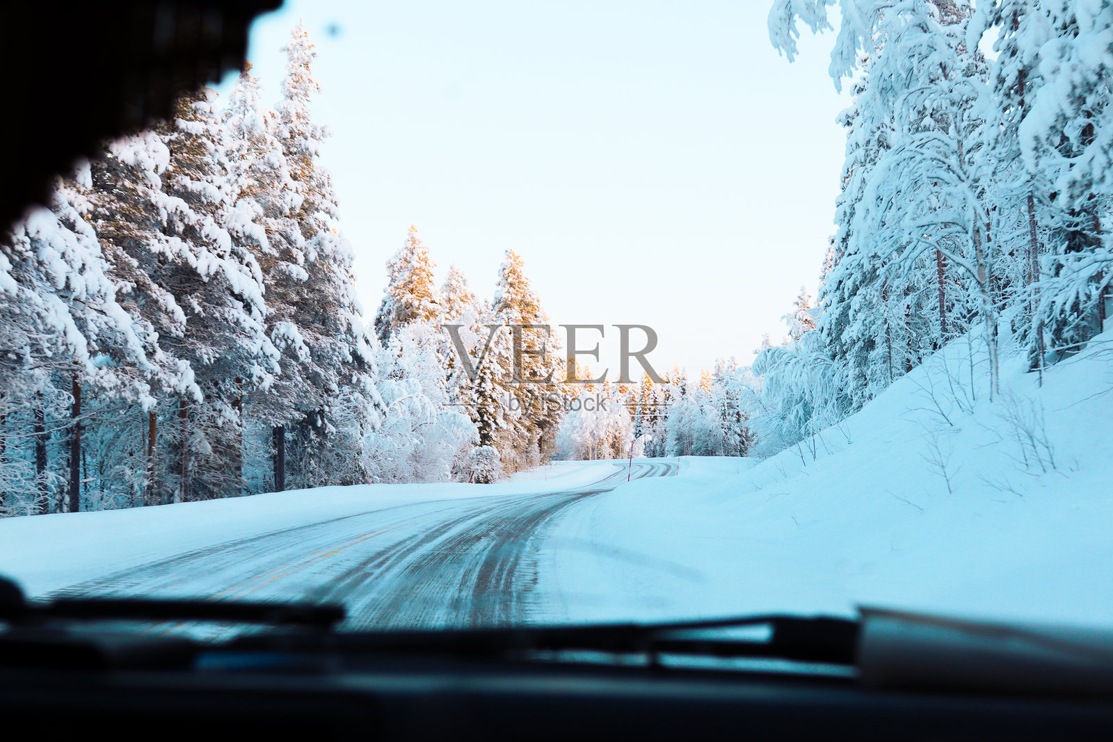 路边的雪松树照片摄影图片