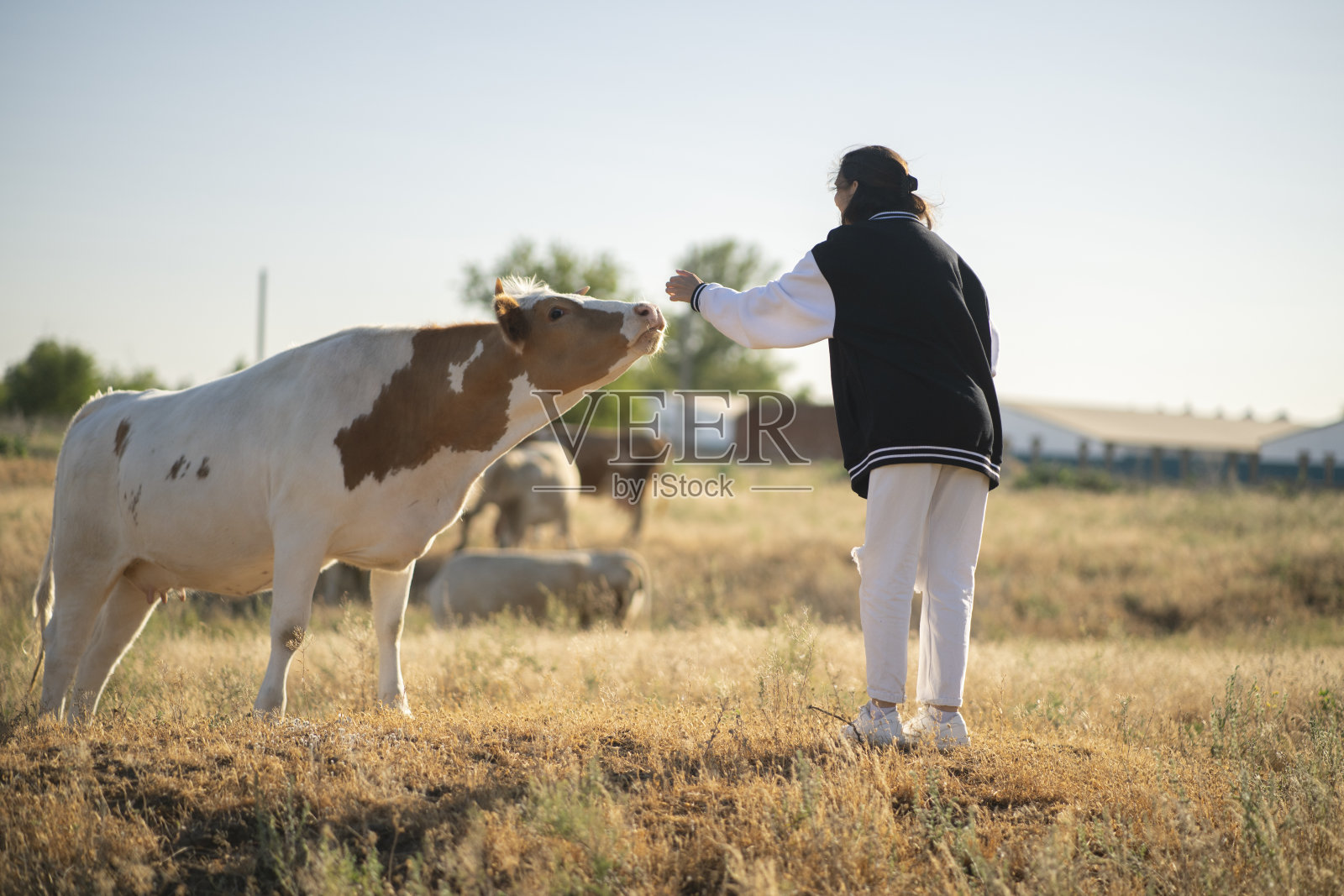 年轻女性穿着黑色夹克和白色裤子,站在田野中喂一头棕白相间的牛。照片摄影图片
