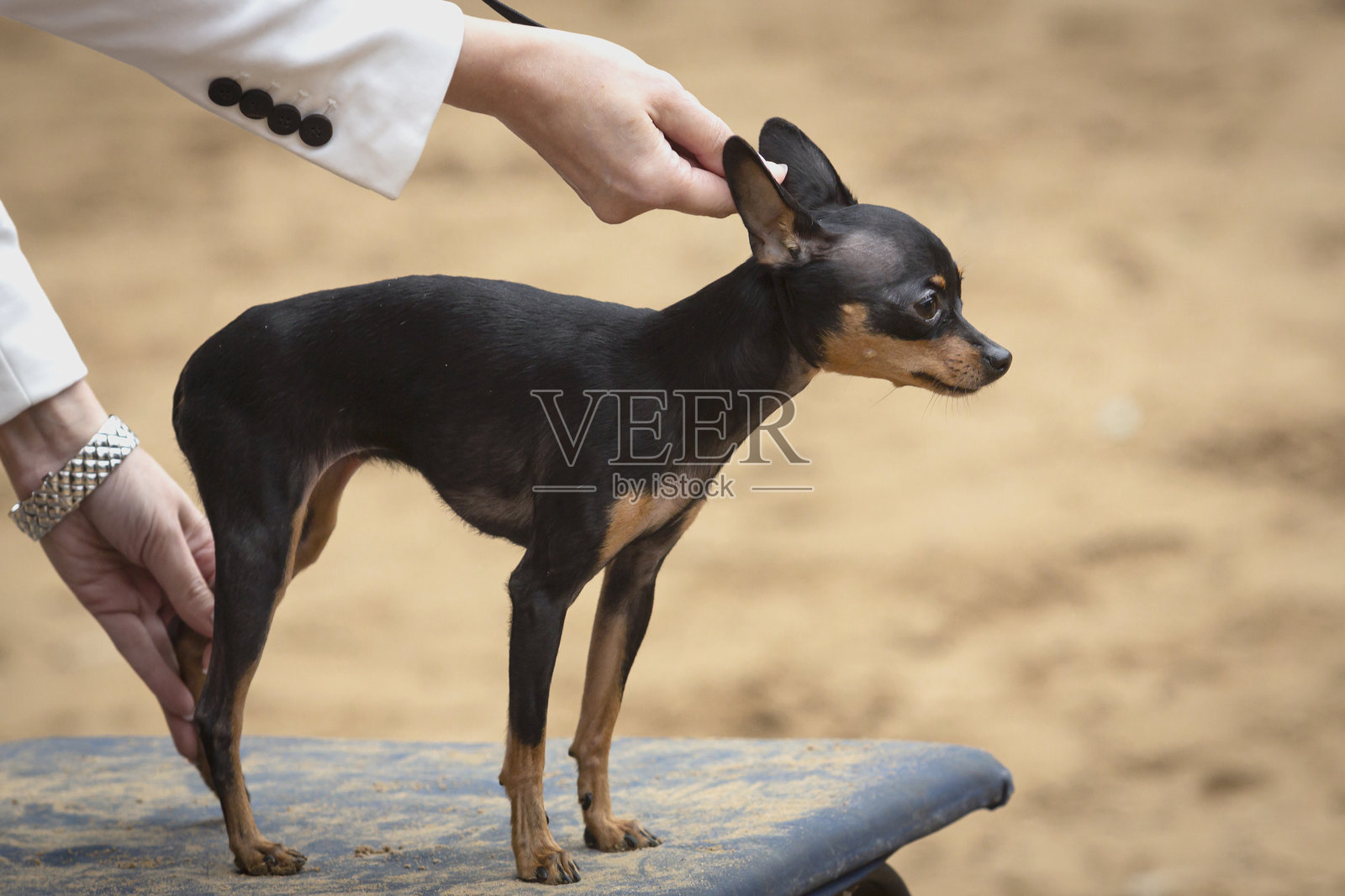 在犬展上的英国家庭玩具犬照片摄影图片