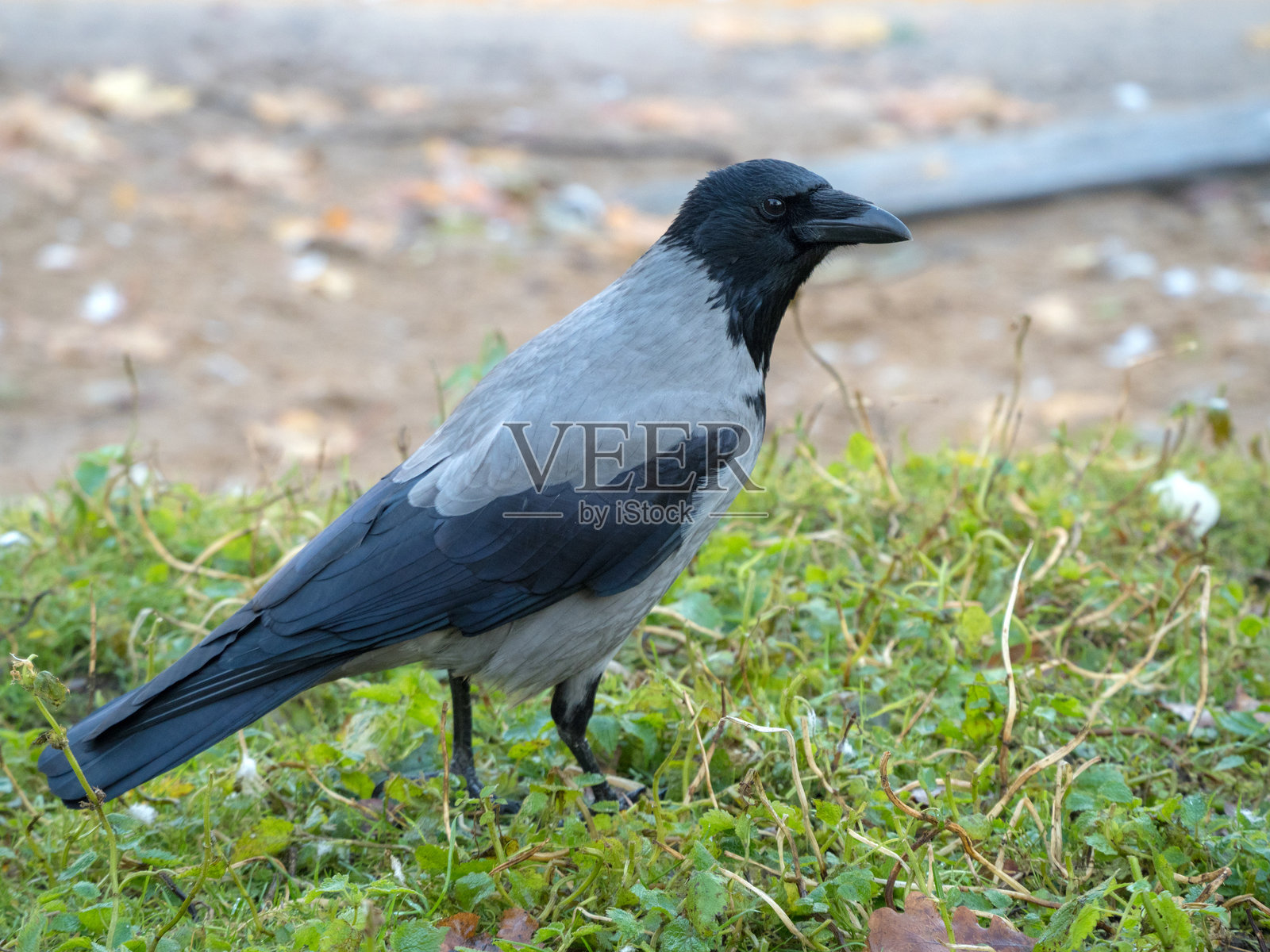 秋天绿草上的乌鸦照片摄影图片