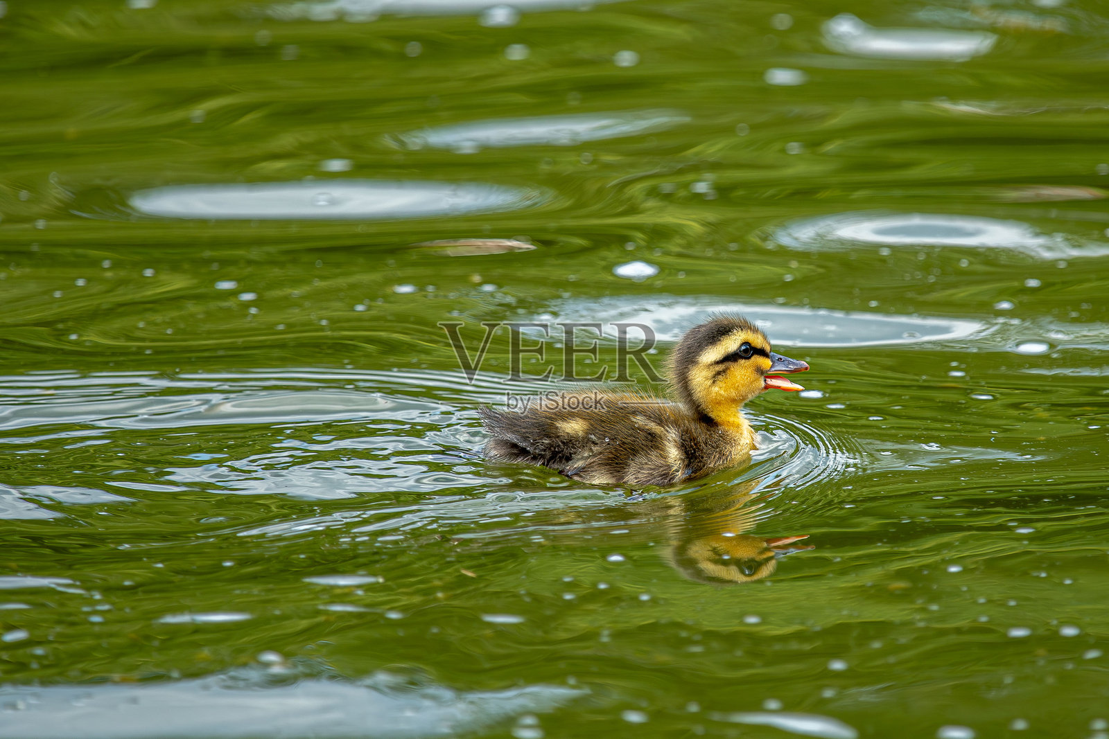 鸭子照片摄影图片