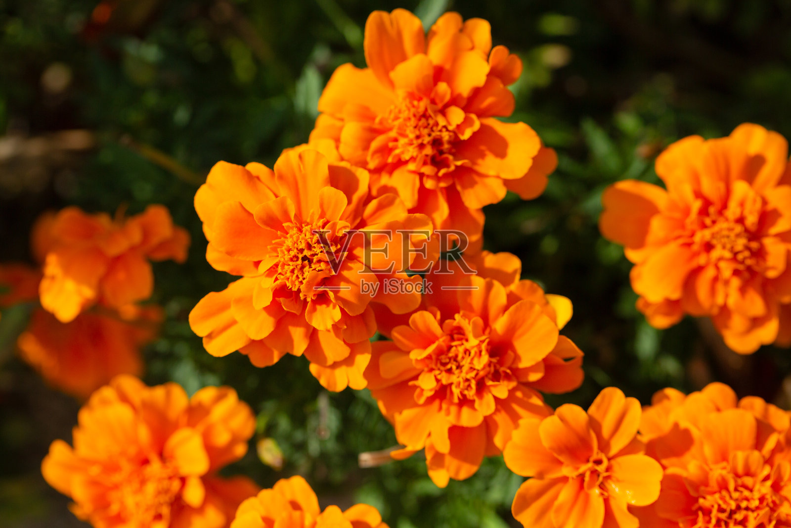 法国万寿菊或称为塔戈特斯(Tagetes patula)或万寿菊博乐罗,具有红橙色的花瓣和黄色的组合。这种属于菊科的一年生草本植物有着羽状的绿色叶子。照片摄影图片