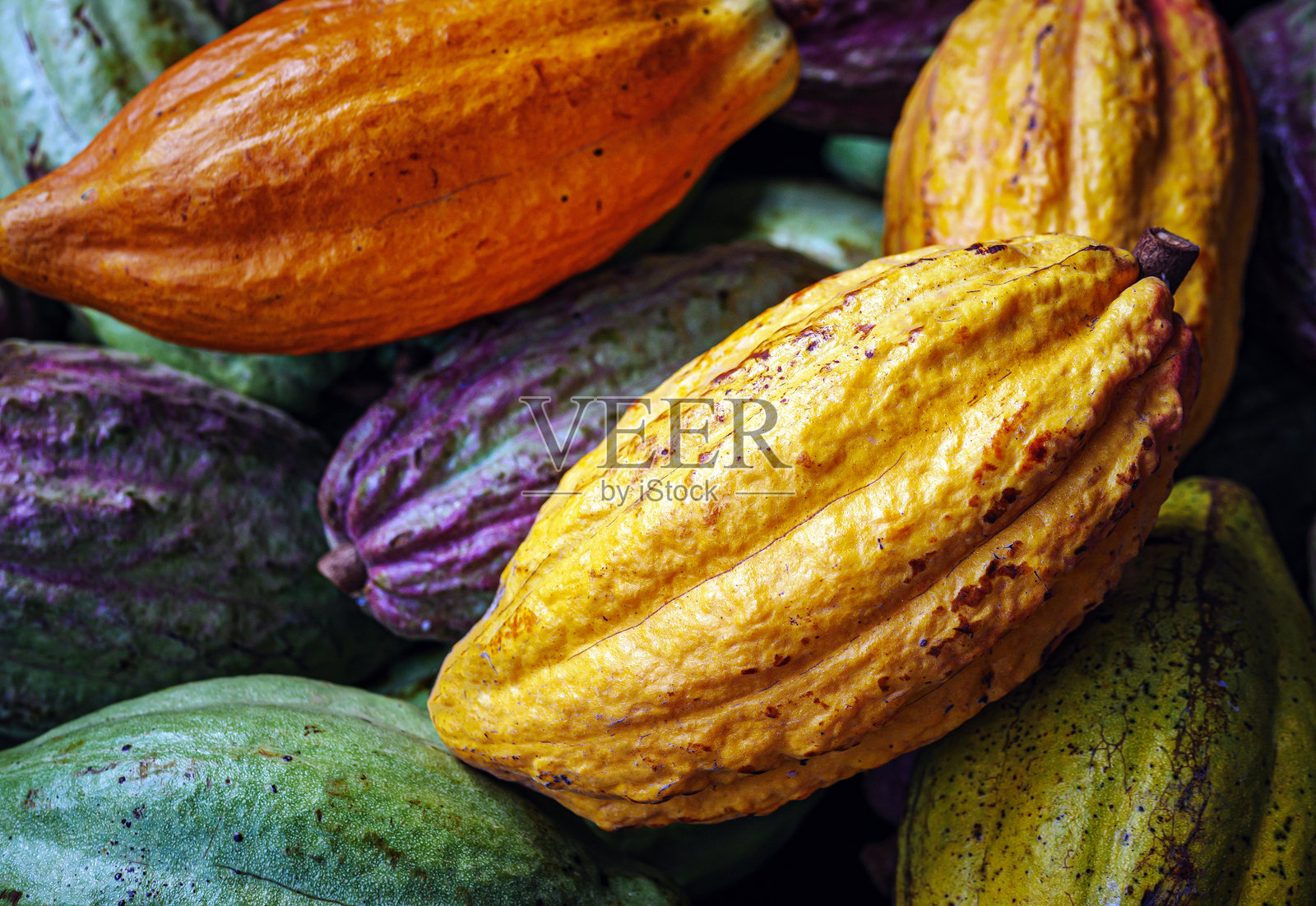 成熟的黄色可可豆荚或可可果和生可可果照片摄影图片